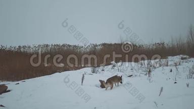 混种狗狗狗在冰冻的河流上的芦苇附近散步，雾蒙蒙的多云天气在河流附近的森林里。